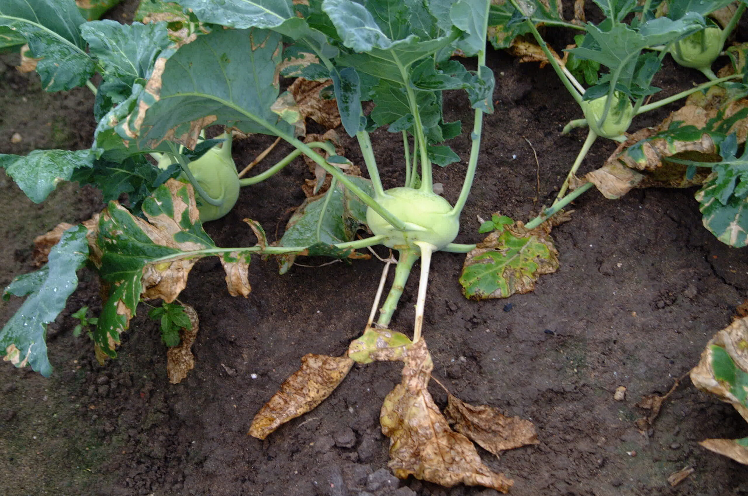 Infection par la bactérie Xanthomonas campestris d'un chou-rave - Schlaghecken Josef / Wikimedia commons