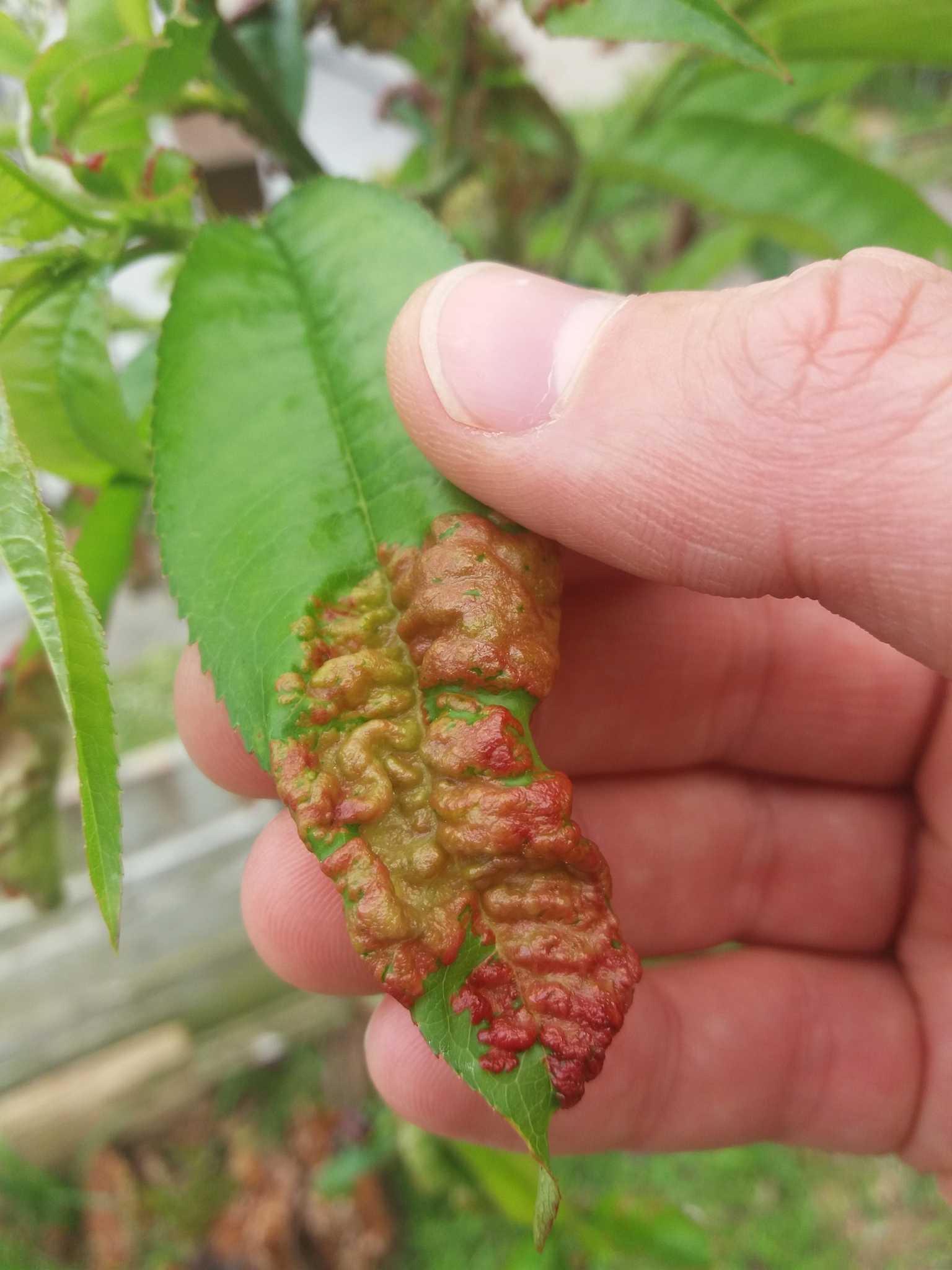 Cloques sur feuille de pêcher provoqué par un champignon Taphrinia deformans - eyrezer / Wikimedia Commons